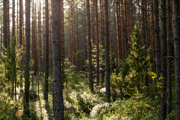 Sunlit Forest Floor With Tall Pine Trees