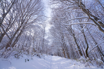 Obraz premium Snowy path through a winter forest with snow covered trees and a bright sky above the winter landscape