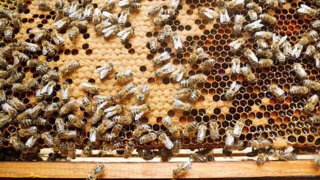 Bees crawl along a wooden honey frame with wax and honey in a hive. A beekeeper holds the frame freshly taken out of the hive. Beekeeping and collection of natural honey.