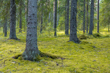 Lush green mossy forest floor with tall evergreen trees