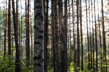 Obraz premium Sunlight filters through tall pine trees in a dense forest