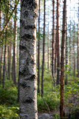 Obraz premium Birch Tree Bark Texture in a Sunlit Forest