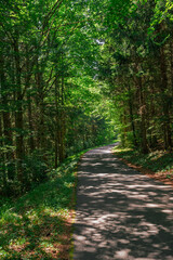 Fototapeta premium Route forestière du Jura vaudois en montagne