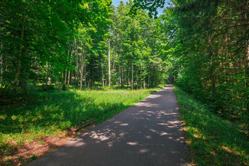 Route forestière du Jura vaudois en montagne