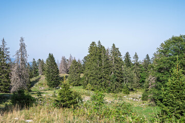 Pâturage au sommet du Jura vaudois