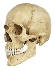 Obraz premium 3D render detailed realistic human skull. 3D render detailed realistic human skull. Dental anatomy visualization.