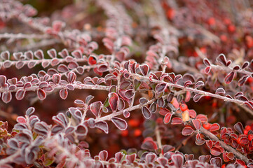 branches of cotoneaster bush covered with rime and frost
