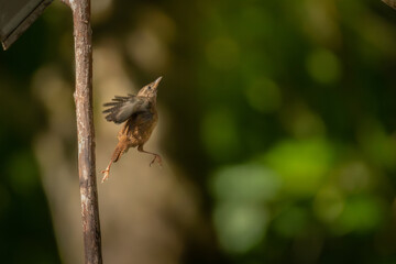 Eurasian wren, Troglodytes troglodytes. A very small bird  jumping