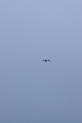 Seagull in rain clouds