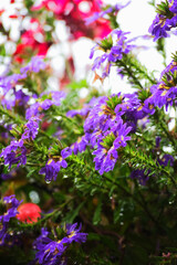 Fototapeta premium Purple aster
