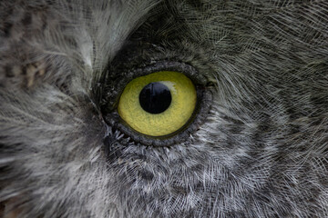 Portrait of Great Grey Owl or Lapland Owl, Strix nebulosa