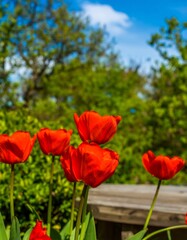 Fototapeta premium Vivid red tulips in bloom against a backdrop of lush greenery and a clear blue sky