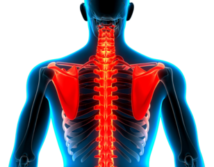 Realistic Human Ribcage Skeletal Model Front View, Isolated on Transparent Background.