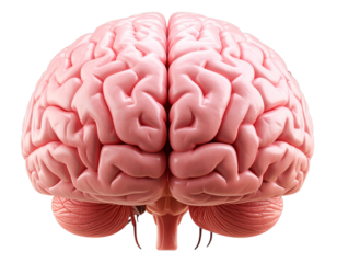Realistic Human Brain Anatomical Model Front View, Isolated on Transparent Background