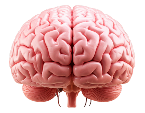 Realistic Human Brain Anatomical Model Front View, Isolated on Transparent Background - Powered by Adobe
