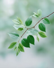 Fresh green leaves on a delicate branch against a soft blurred background during a serene spring afternoon