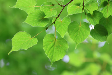 シナノキ・樹木の葉（北海道・七飯町）
