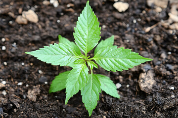 Vibrant Green Seedling Emerging from Dark Soil, Close-Up View, N