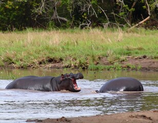Two hippos in a shallow river
