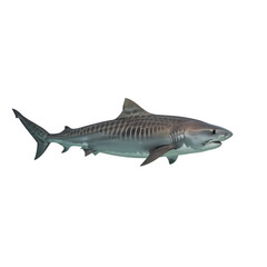 Obraz premium Tiger Shark: Majestic Predator of the Ocean Depths