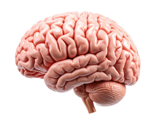Side View Human Brain Anatomy Model with Clear Cerebral Details, Transparent PNG