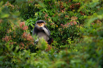 Red-shanked Douc Langur - Pygathrix nemaeus, beautiful unique colored primate endemic to tropical forests of Southeast Asia, Son Tra, Vietnam.