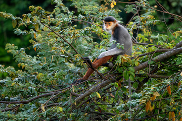Red-shanked Douc Langur - Pygathrix nemaeus, beautiful unique colored primate endemic to tropical forests of Southeast Asia, Son Tra, Vietnam.