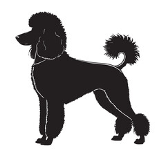 black poodle Silhouette Vector, High Quality Illustration on White Background