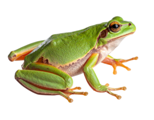 Side View of Green Tree Frog Climbing with Outstretched Legs, Transparent PNG