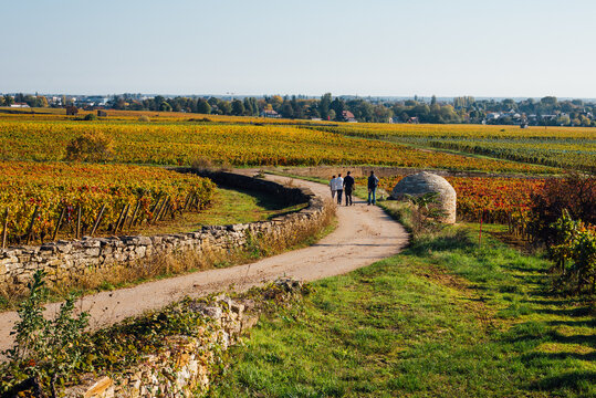Chemin dans les vignes orange en automne. Vignoble bourguignon automnal. P&eacute;riode des vendanges. C&ocirc;te-d'Or. Vignes de Beaune. Randonner en Bourgogne Viticulture en France. Route des vins. Balade &agrave; pied