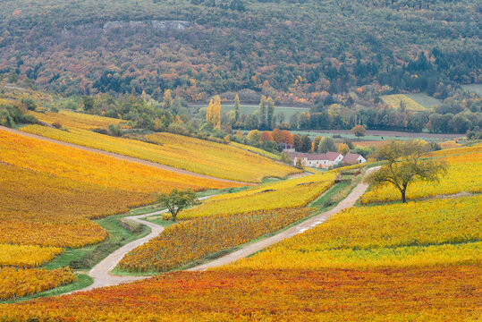 Paysage de vignes orange en automne. Vignoble bourguignon automnal. Période des vendanges. Côte-d'Or en Bourgogne. Vignes de Beaune. Pinot noir et Gamay. Viticulture en France. Route des vins