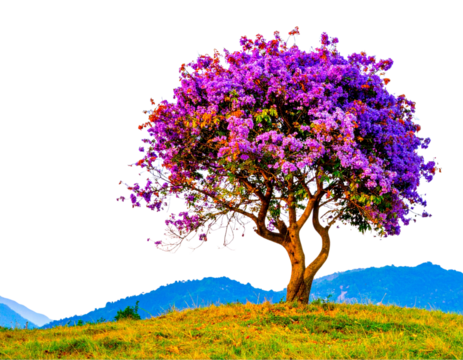 Whimsical Watercolor Purple Flowering Tree with Curved Branches, isolated on transparent background PNG