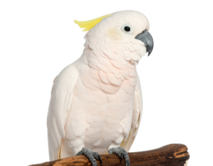 Wet White Cockatoo Preening Feathers on Branch, isolated on transparent background PNG