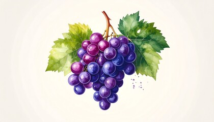 Red Grapes Watercolor Illustration.
