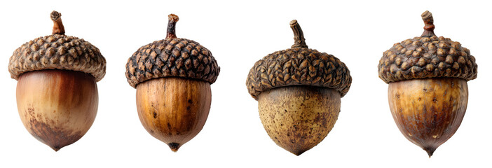 Acorns isolated on white background – cut out oak nuts in transparent PNG format