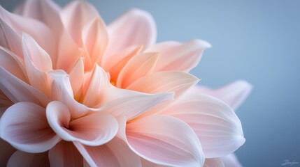 Fototapeta premium Elegant Pink Dahlia Blossom with Soft Petals and Subtle Natural Light Background
