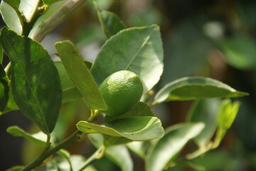 Organic lemons on the tree