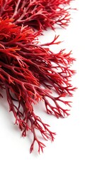 Naklejka premium Close-up of Red Seaweed on White Background