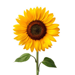 Obraz premium Single bright yellow sunflower isolated on transparent background