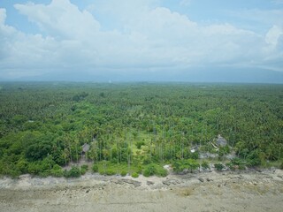 Expansive Aerial View of a Tropical Coast and Palm Forest
