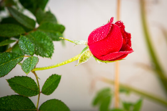 red rose side view with water drops