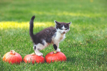 A little kitten is going on small pumpkins. Thanksgiving and Halloween concept