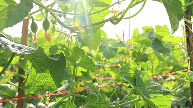 water gourd or vegetable gourd plant, young plants, winter melon garden, wax gourd farm nature, marrow organic in the plantation, ash gourd farming, home gardening tropical of asian