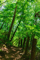 川俣川渓谷　遊歩道