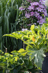 A blooming zucchini bush against a background of clematis in a cottage kitchen garden