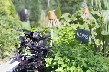 Herbs in the kitchen cottage garden. Raised beds of oregano, basil,