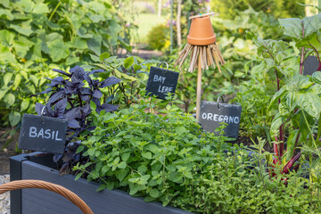 Herbs in the kitchen cottage garden. Raised beds of oregano, basil,