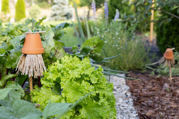 A kitchen garden with healthy vegetables and pollinator houses. Eat healthy.