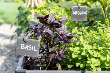 Herbs in the kitchen cottage garden. Raised beds of oregano, basil,
