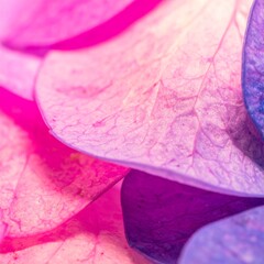 Fototapeta premium Close-up view of vibrant, overlapping hydrangea petals showcasing a gradient of pink, purple, and blue hues.